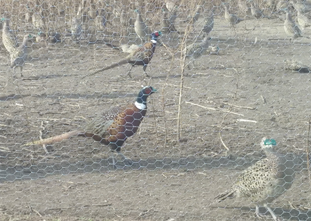 pheasants